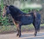 12hh Ride and Drive Gelding