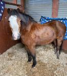 12hh Welsh Section A Gelding 