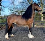 Chief, 14.2hh 10 year old, been there done it got the T-shirt. He has it all action, speed, manners, and hair. Chief rides and drives and he's an absolute gentleman. He has been shown and been on many drives. First to see will buy.

