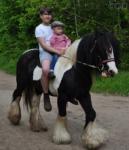 King, 14hh Ride and Drive Gelding 