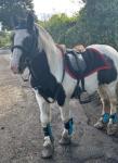 Tinker, 12.2hh Riding Mare