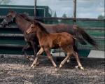 16hh TB Broodmare with Filly Foal