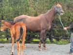 16hh TB Broodmare with Filly Foal
