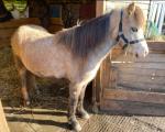 2 Year Old Welsh Section A Gelding