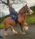 Areal, 14hh Riding Mare