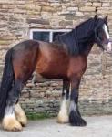 17hh Ride and Drive Stallion - Click to Enlarge
