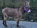 Corrandulla Star, 5 year old super quiet gelding donkey. Real old fashioned solid type, good strong feet. 
