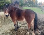 2 Year Old Welsh Section C Filly