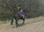 15.2hh Riding Gelding - Click to Enlarge