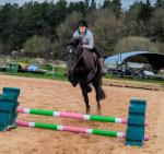 15.1hh Welsh Section D Riding Mare - Click to Enlarge