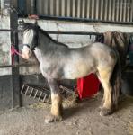 Blue, he is a 4 year old, 14.2hh blue blagdon cob. He's been driven with us for the past 6 months and has been an absolute angel every time. He is very brave, flashy cob that loves all the attention he can get. He's definitely not your average cob. 