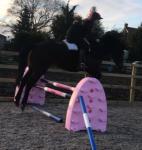 15.2hh WPB Riding Mare