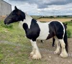 Kimico Kingsman (Henry), traditional native cob. 6 years old next month. Currently standing at 14.2hh but will end at 14.3hh. He is registered with chaps and is fully vaccinated. He was broken in at 3 1/2. Has done hacking alone and in company prefers company will go alone if rider is confident. 