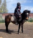 13hh 16 year old registered Dartmoor mare, very quiet pony, hacks alone in heavy traffic. Friendly little pony, easy to own, would suit a lead rein pony or first / second pony type. 