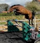 Big Star - Zsa- Phinn Phinn. 15.2-15.3hh gelding, fab breeding on both sides, 6 years old. Wasn't backed until last year as left to mature. Was bought by a couple that show but he is too busy for just flat work. We have popped him over a pole and he had a go but green, free jumped him and he flew so has masses of potential. He hacks out lovely. Lovely natured, videos available.
