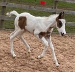 14.2hh Broodmare with Colt Foal at Foot