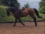 17.1hh 10 year old gelding. Sold from the field. 