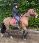 15.2hh 6 year old gelding on European stud book. Been out to arena hires in last few weeks, jumping well round a course of fences. Showing potential and scope, he is green but works well. 