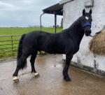 Registered Welsh D gelding rising 13 this year, 14.2/3hh. Typical Welsh on the ground, can be pushy but never nasty. Doesn't kick or bite. Good to shoe, tie, load, vet, etc... Been there and done it all type. 