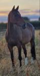 ISH 15 year old Bay Mare. Ex-eventer. Been there done it. Lovely Mare. No faults. Currently living out and being sold from field, due to no rider. 