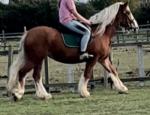 15.2hh Ride and Drive Mare