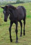Camilla, Yearling Filly