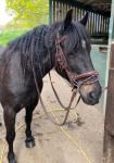 15hh Welsh Section D Riding Mare