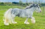 Very heavy blue blagdon stallion 3 years of age, with exceptional breeding. Gentleman to handle, catch, clip and box. Has been green broken backed and in harness in traffic. 