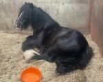 Black gypsy cob with a white stripe on his face. 12.1hh with shoes, 9 year old gelding. He taught my brothers how to ride from being young children. He also drives a horse and cart, will go through any traffic as he isn't phased by anything. 