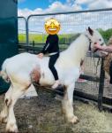 12.2hh gelding 4 year old cob! Ride and drive, very quiet, easy to handle in every way! He will hack alone or in company first or last, never spooky silly nasty or strong. Seen all kinds of traffic, been on the busiest of roads and is not fazed by anything. He's been ridden  & driven everywhere. 
