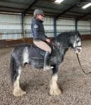 Shadow, 13hh rising 4 year old cob colt. Shadow is a lovely marked cob who is broken to drive. He has 100% got the potential for a great ridden career. I have recently broke him to ride and has not put a good wrong. Needs someone who is confident on the ground. Shadow is your typical baby and is very playful. 
