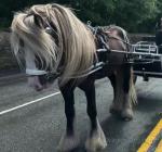 14.2hh Stallion at Stud