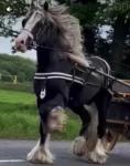 14.2hh Stallion at Stud