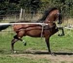 11hh Hackney Stallion at Stud