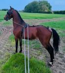 11hh Hackney Stallion at Stud