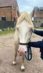 14.3hh Welsh Section D Stallion at Stud 
