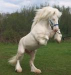 The Outlaw, 15.3hh Stallion at Stud
