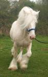 The Outlaw, 15.3hh Stallion at Stud
