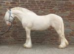 The Outlaw, 15.3hh Stallion at Stud