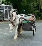 Magnum, Ride and Drive Gelding 