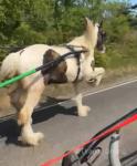 Magnum, Ride and Drive Gelding 