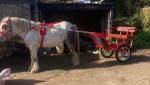 Monty, 14.2hh Ride and Drive Gelding
