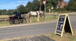 Monty, 14.2hh Ride and Drive Gelding
