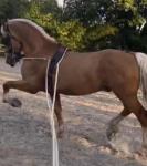 Northwick Gold Rush, 15.1hh Welsh Section D Stallion at Stud