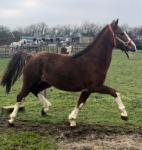 Hakim, 2 Year Old Hackney Colt