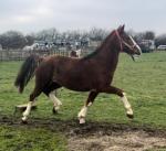 Hakim, 2 Year Old Hackney Colt