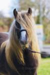 Banksy, 14.2hh Stallion at Stud