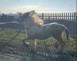 Bill, Colt