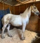 Bill, Colt