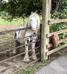 11hh Stallion. Very well bred, out of the Doncaster horse. Easy to catch. Been ridden, very quiet. Follows you like a dog. Nice splash of colour. Throws some very good foals. £1,800.